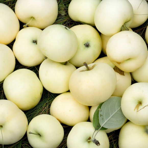 Яблоня Белый Налив (Папировка) купить с доставкой