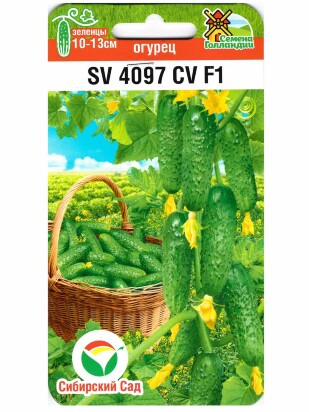 Огурец SV4097CV [Сибирский сад]
