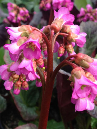 Бадан Иденс Дарк Марджин (Eden's Dark Margin) Бадан Иденс Дарк Марджин (Eden's Dark Margin)