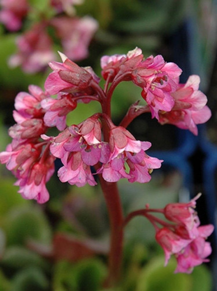 Бадан Иденс Дарк Марджин (Eden's Dark Margin) купить с доставкой