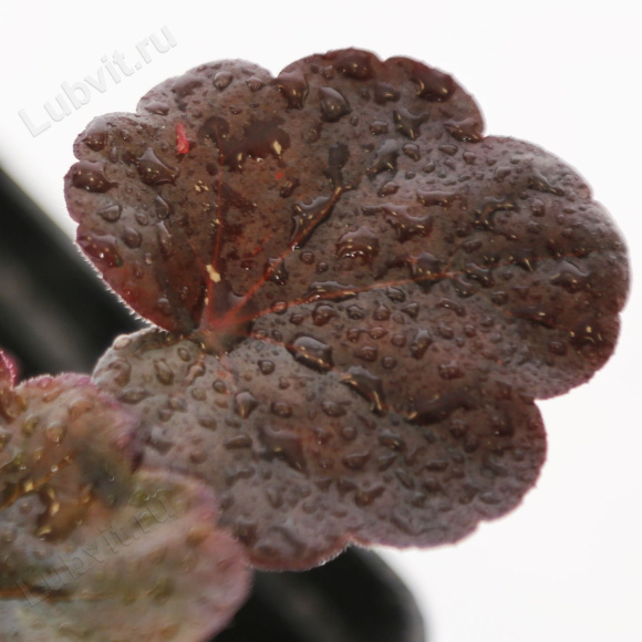 Гейхера Обсидиан (Obsidian) купить с доставкой