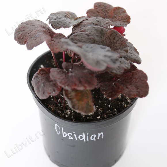Гейхера Обсидиан (Obsidian) купить с доставкой