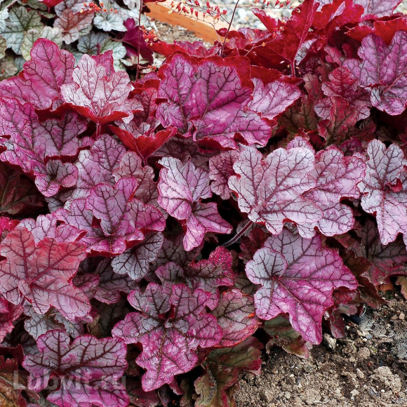 Гейхера Спелбонд (Spellbound) купить с доставкой