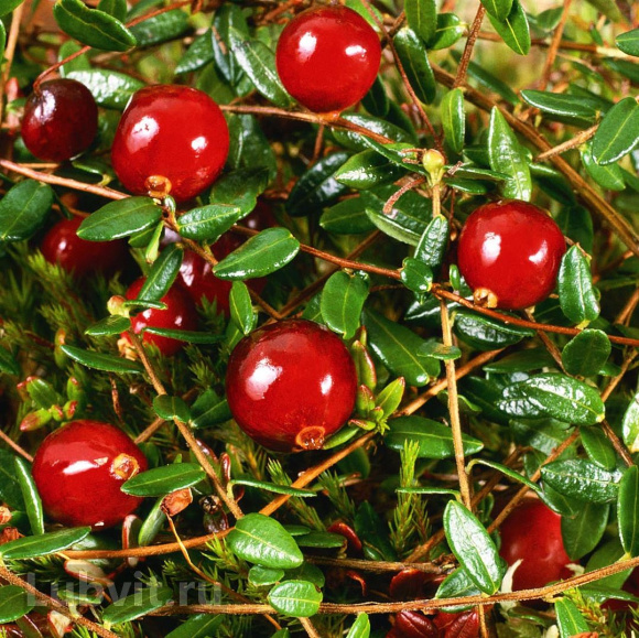 Клюква Макфарлин (McFarlin) купить с доставкой