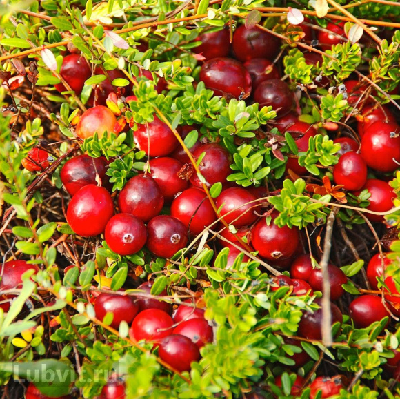 Клюква Макфарлин (McFarlin) купить с доставкой