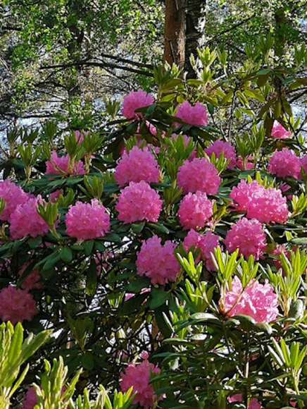 Рододендрон Гаага (Haaga) купить с доставкой Рододендрон Гаага (Haaga) купить с доставкой