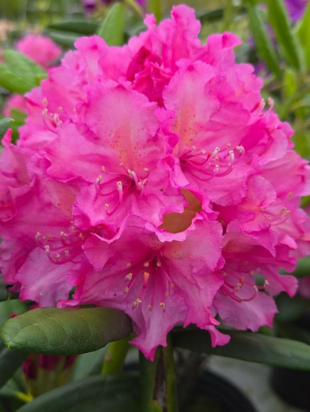 Рододендрон Гаага (Haaga) купить с доставкой Рододендрон Гаага (Haaga) купить с доставкой