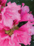 Рододендрон Гаага (Haaga) купить с доставкой