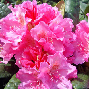 Рододендрон Гаага (Haaga)