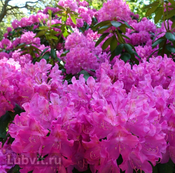 Рододендрон Гаага (Haaga) купить с доставкой Рододендрон Гаага (Haaga) купить с доставкой