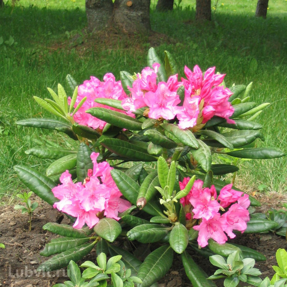 Рододендрон Гаага (Haaga) купить с доставкой Рододендрон Гаага (Haaga) купить с доставкой