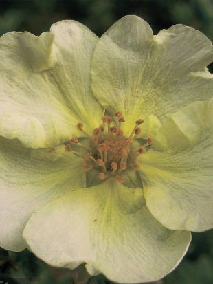 Лапчатка Примроуз Бьюти (Primrose Beauty)