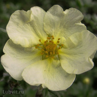 Лапчатка Примроуз Бьюти (Primrose Beauty)