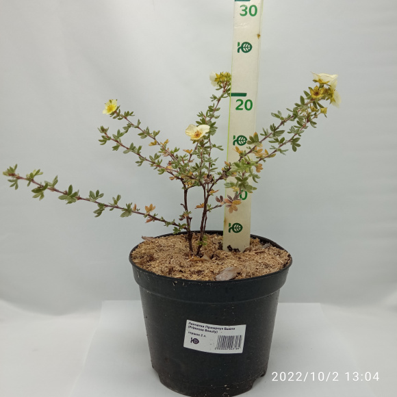 Лапчатка Примроуз Бьюти (Primrose Beauty) купить с доставкой