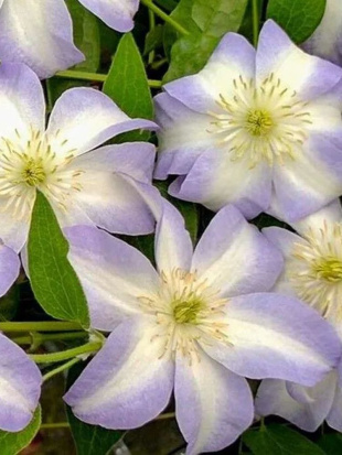 Клематис Юкикомачи (Yukikomachi) Клематис Юкикомачи (Yukikomachi)