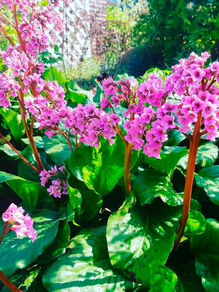 Бадан Толстолистный купить с доставкой