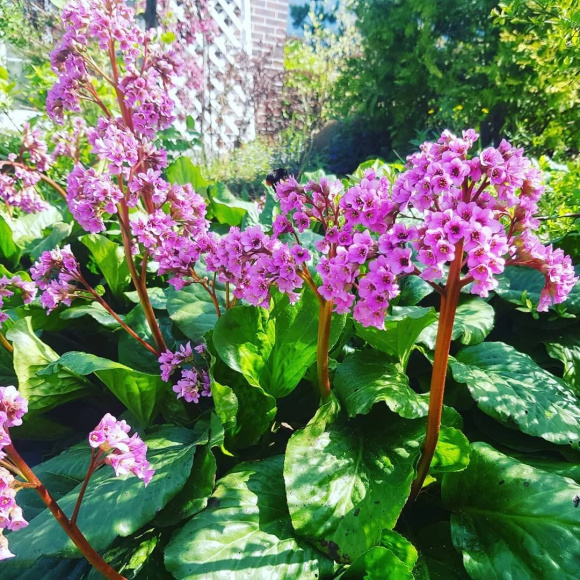 Бадан Толстолистный купить с доставкой