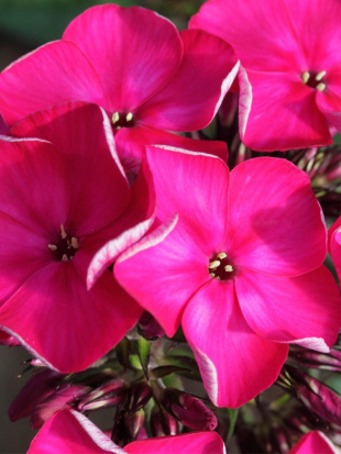 Флокс Олигарх