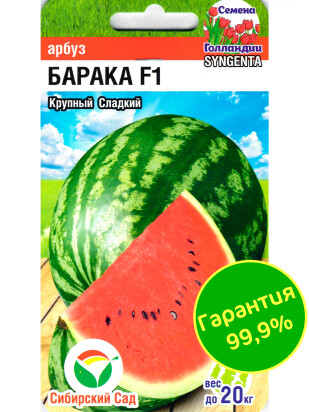 Арбуз Барака [Сибирский сад]
