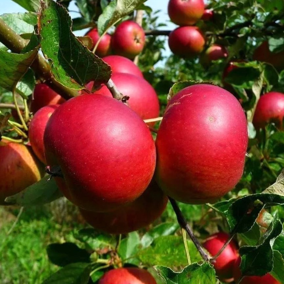 Яблоня Услада купить с доставкой Яблоня Услада купить с доставкой