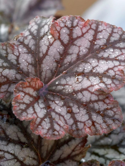 Гейхера Кримсон Марс (Crimson Mars) купить с доставкой