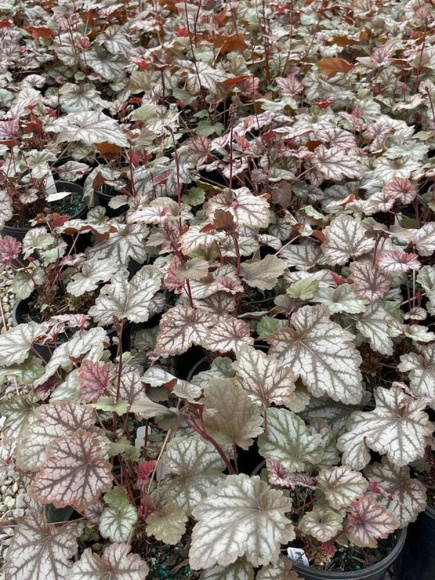 Гейхера Кримсон Марс (Crimson Mars) купить с доставкой