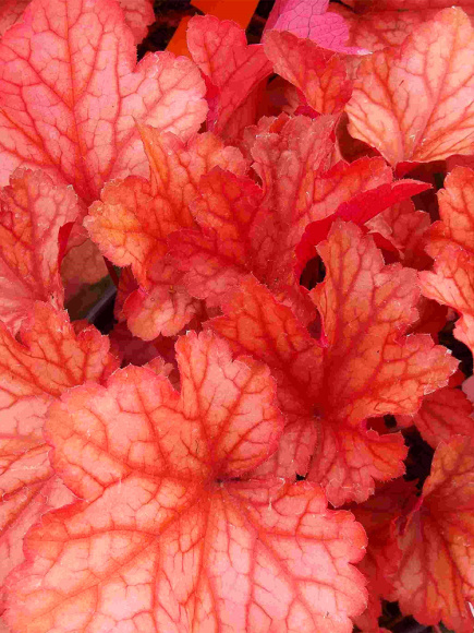 Гейхера Паприка (Paprika) купить с доставкой