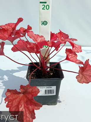 Гейхера Паприка (Paprika)