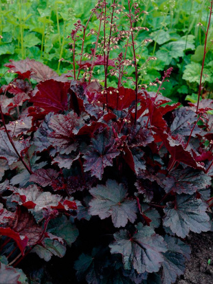 Гейхера Палас Пурпл (Palace Purple)