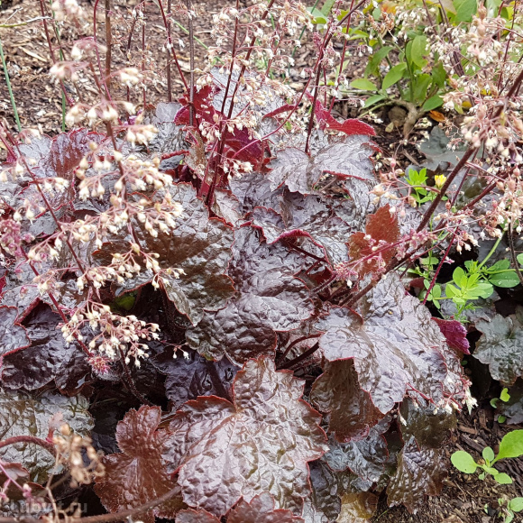 Гейхера Палас Пурпл (Palace Purple) купить с доставкой