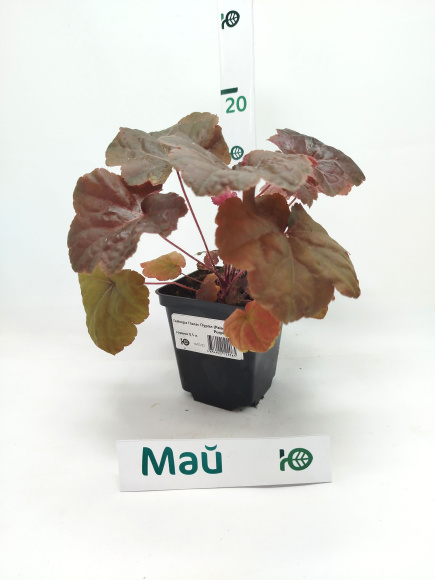 Гейхера Палас Пурпл (Palace Purple) купить с доставкой