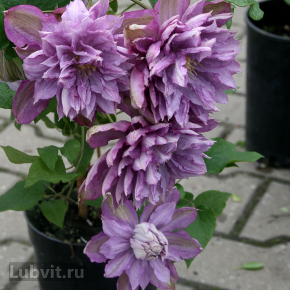 Клематис Протеус (Proteus) купить с доставкой Клематис Протеус (Proteus) купить с доставкой