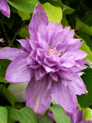 Клематис Протеус (Proteus) Клематис Протеус (Proteus)