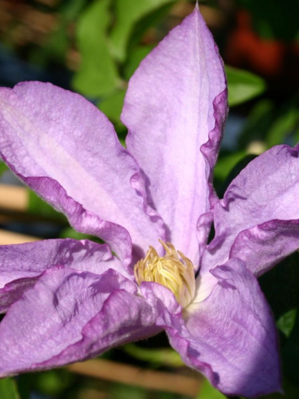 Клематис Протеус (Proteus) купить с доставкой