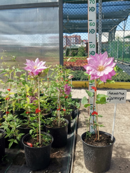 Клематис Протеус (Proteus) купить с доставкой Клематис Протеус (Proteus) купить с доставкой