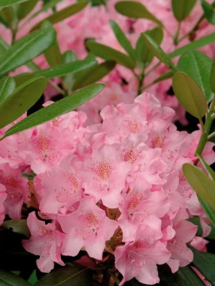 Рододендрон Хельсинки Юниверсити (Helsinki University)