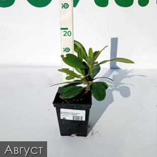 Рододендрон Хельсинки Юниверсити (Helsinki University)