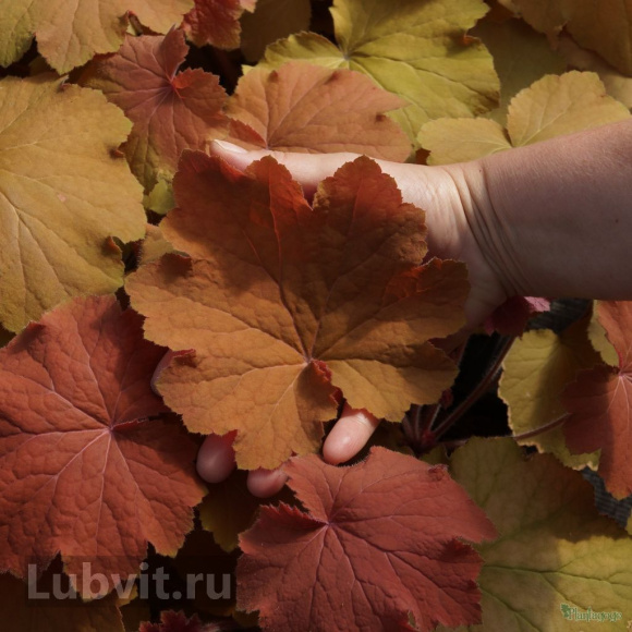 Гейхера ассортимент купить с доставкой