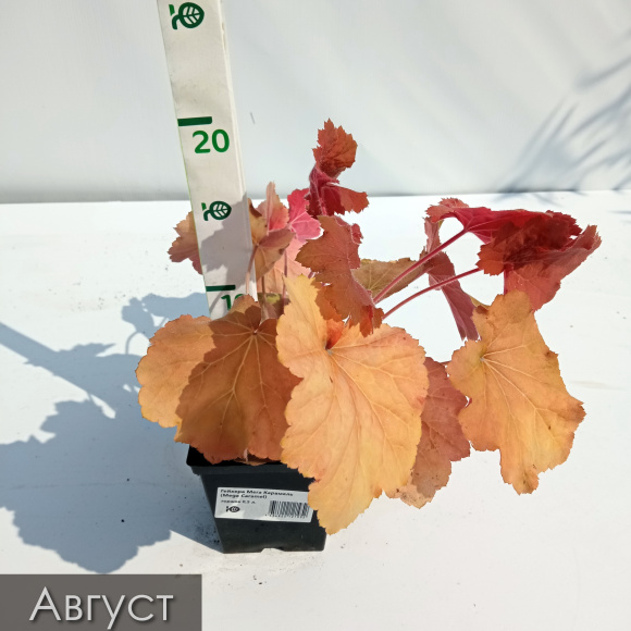 Гейхера ассортимент купить с доставкой