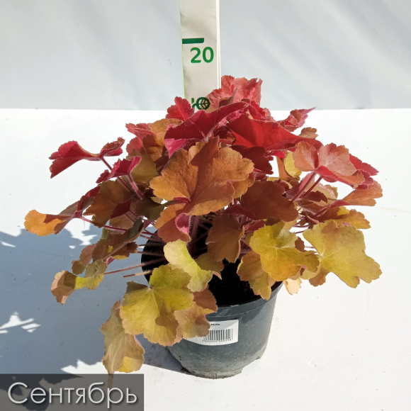 Гейхера ассортимент купить с доставкой