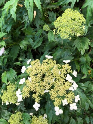 Гортензия Эмеральд Лейс (Emerald Lace) древовидная Гортензия Эмеральд Лейс (Emerald Lace) древовидная