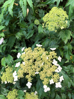 Гортензия Эмеральд Лейс (Emerald Lace) древовидная Гортензия Эмеральд Лейс (Emerald Lace) древовидная