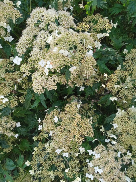 Гортензия Эмеральд Лейс (Emerald Lace) древовидная купить с доставкой