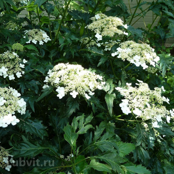 Гортензия Эмеральд Лейс (Emerald Lace) древовидная купить с доставкой