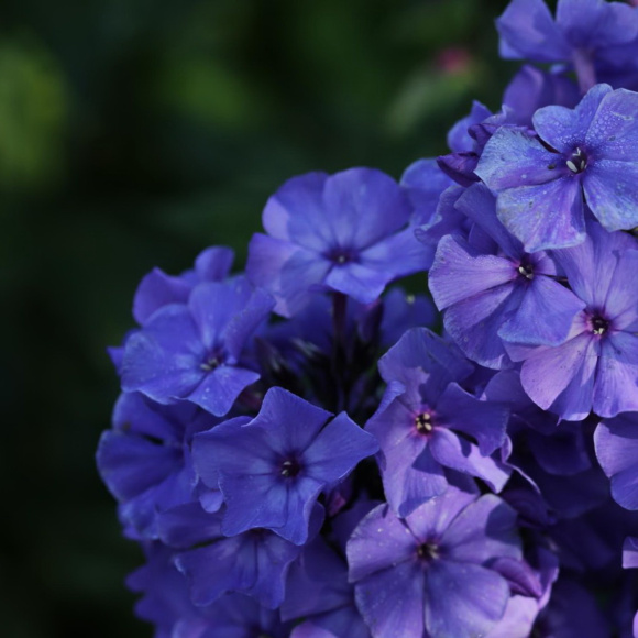 Флокс метельчатый Кобальт купить с доставкой Флокс метельчатый Кобальт купить с доставкой