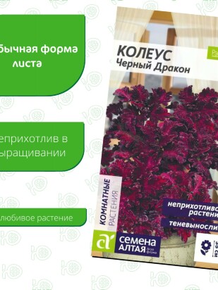 Колеус Черный Дракон [Семена алтая]