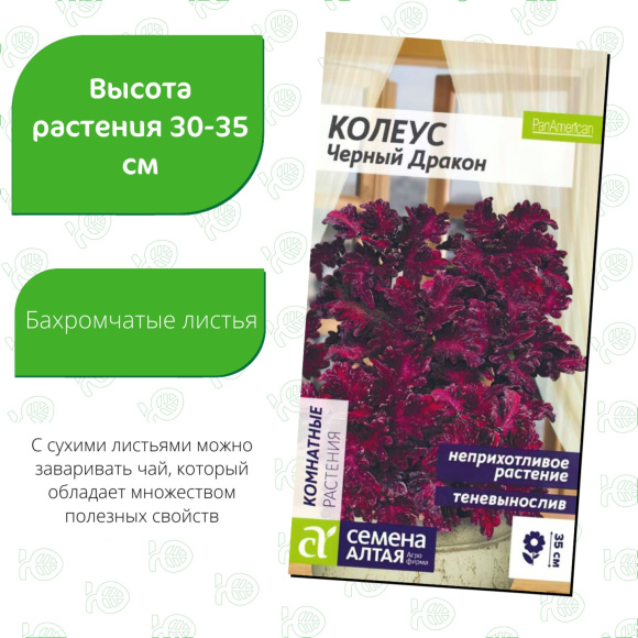 Колеус Черный Дракон [Семена алтая] купить с доставкой