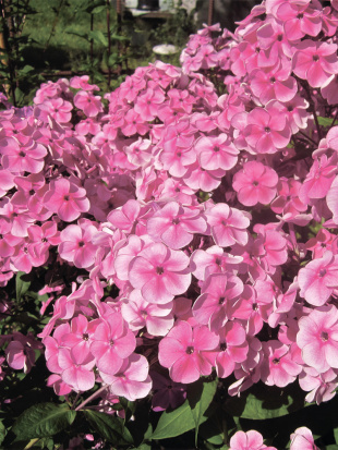 Флокс Красотка