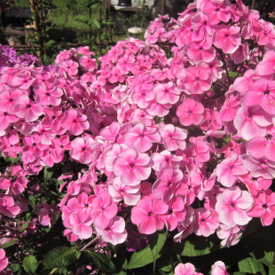 Флокс Красотка