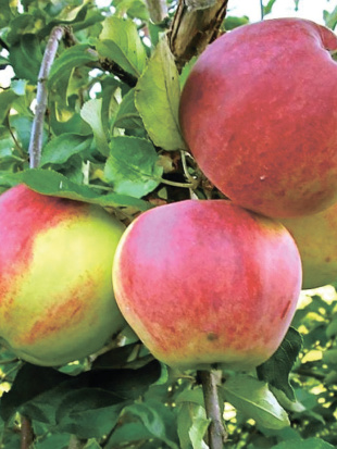 Яблоня Уэлси